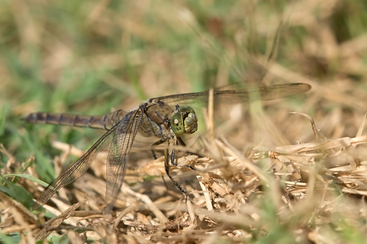 Orthetrum cancellatum e Selysiothemis nigra